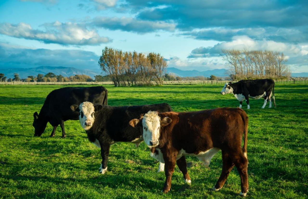 Penhaven Farm Stay Palmerston North Eksteriør bilde