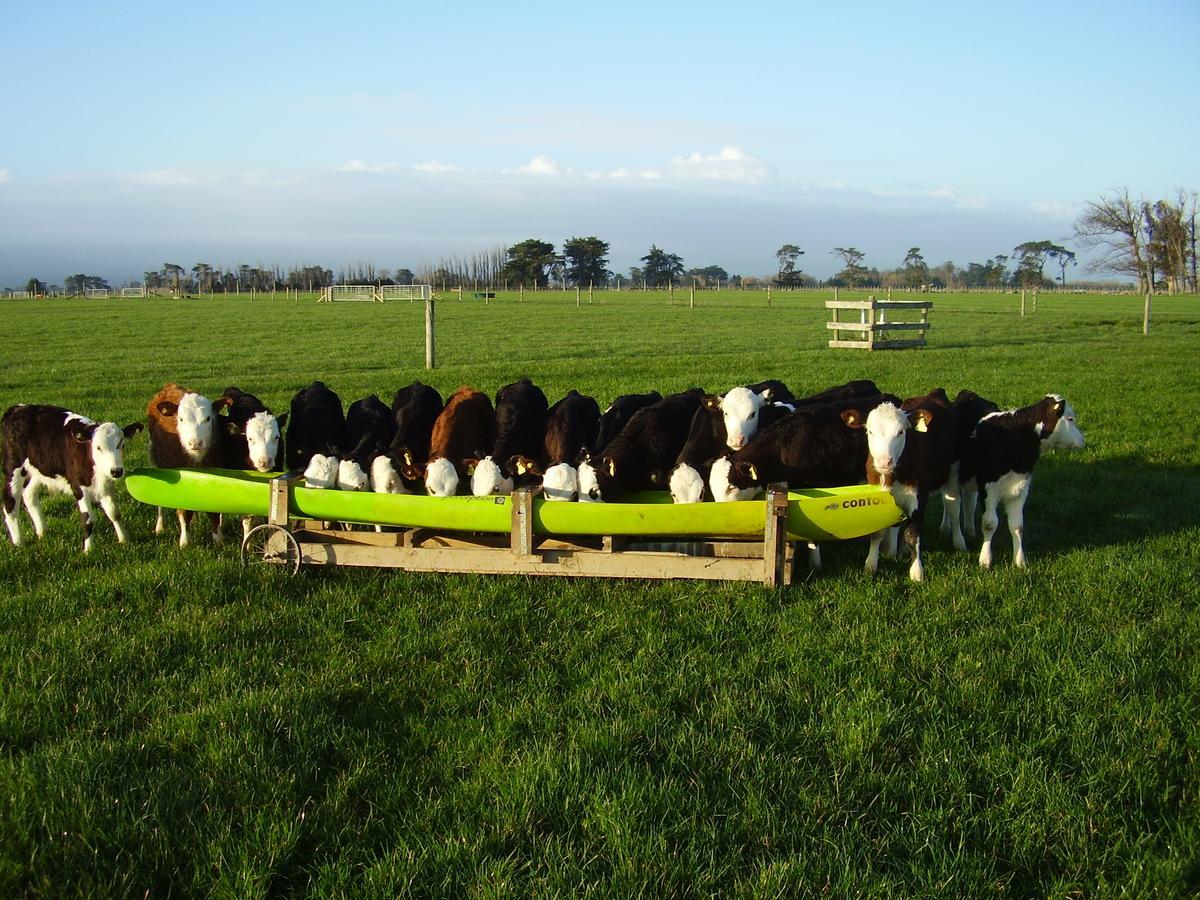 Penhaven Farm Stay Palmerston North Eksteriør bilde